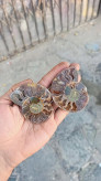 فسیل آمونیت دکوری
